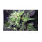 blue dream glass rolling tray — shatter-resistant, easy to clean — buy now at honeybee herb